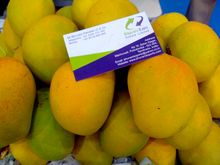 Best Fresh Aubergines Vegetables Suppliers in India