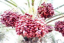 Best Fresh Button Mushroom Vegetables Suppliers in India