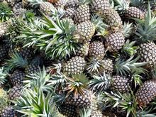 Best Fresh Banana Flower Vegetables Suppliers in India