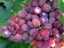 Best Fresh Mumbai Red Onion Vegetables Suppliers in India