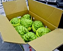 Best Fresh Curry leaves Vegetables Suppliers in India