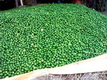 Best Fresh Coriander Suppliers in India