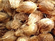 Best Fresh Coriander Suppliers in India