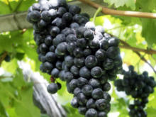 Best Fresh Coriander Suppliers in India