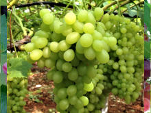 Best Fresh Coriander Suppliers in India