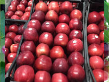 Best Fresh Coriander Suppliers in India