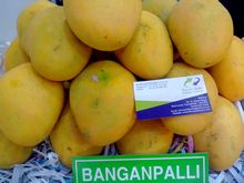 Best Fresh Ivy Gourd Vegetables Suppliers in India