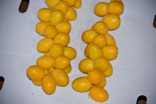 Best Fresh Amla Suppliers in India