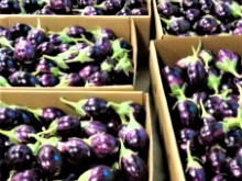 Best Fresh Aubergines Vegetables Suppliers in India