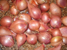 Best Fresh Mumbai Red Onion Vegetables Suppliers in India