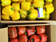 Best Fresh Cucumber Vegetables Suppliers in India