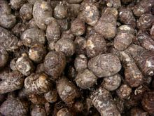 Best Fresh Colocasia Vegetables Suppliers in India