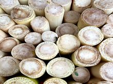 Best Fresh Bitter Gourd Suppliers in India