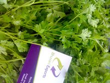 Best Fresh Coriander Suppliers in India