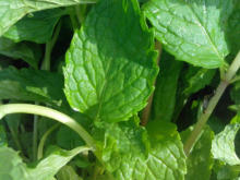 Best Fresh Color Capsicum Suppliers in India