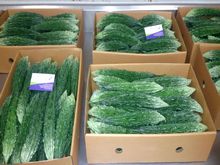Best Fresh Green Chilli Vegetables Suppliers in India