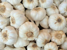 Best Fresh Coriander Suppliers in India