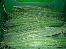 Best Fresh Drumsticks Vegetables Suppliers in India