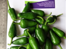 Best Fresh Ivy Gourd Vegetables Suppliers in India