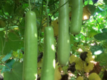 Best Fresh Amla Suppliers in India