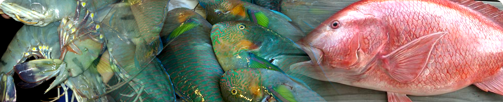 Best Fresh Vegetables Suppliers in India