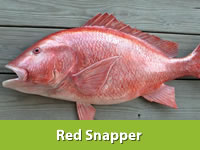 Best Fresh Button Mushroom Vegetables Suppliers in India