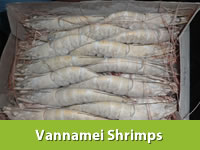 Best Fresh Green Chilli Vegetables Suppliers in India