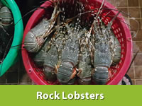 Best Fresh Drumsticks Vegetables Suppliers in India