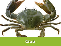 Best Fresh Dhudhi Vegetables Suppliers in India