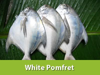 Best Fresh Padwal Vegetables Suppliers in India