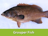 Best Fresh Amla Suppliers in India